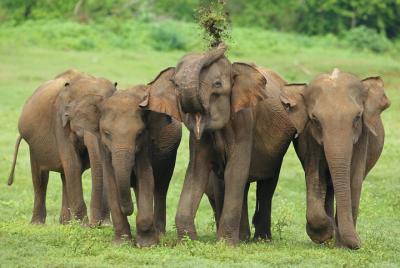 Safari privado en el parque nacional de Udawalawe con naturalista