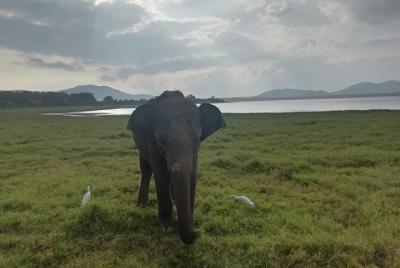 Safari privado en el parque nacional de Udawalawe