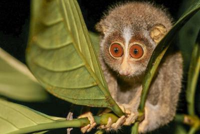 Loris mirando desde Sigiriya
