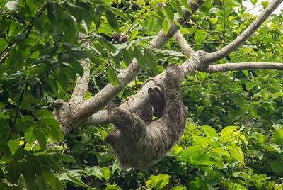 Excursión de Océano a Océano, el Canal de Panamá y La Jungla. Excursión de Océano a Océano, el Canal de Panamá y La Jungla.