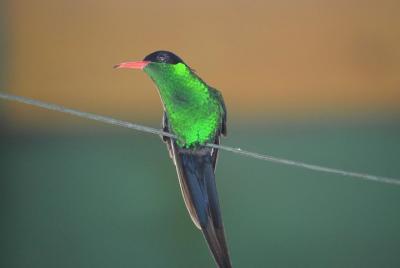 Tour de avistamiento de aves en St Lucia Tour de avistamiento de aves en St Lucia