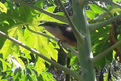 Tour por la selva tropical Tour por la selva tropical