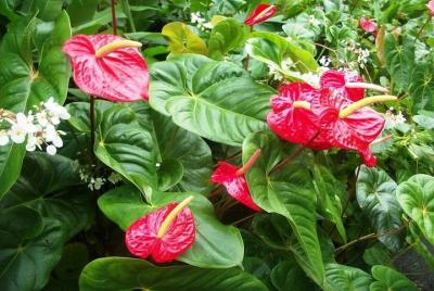 Tour de los jardines de Montreal