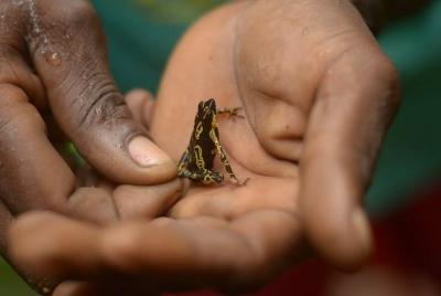 Excursión de senderismo Brownsberg