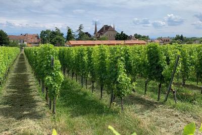 Castillo de Neuchâtel y descubrimiento del vino desde Berna Castillo de Neuchâtel y descubrimiento del vino desde Berna