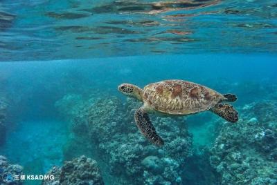 Las tortugas te acompañan, pequeña canoa Ryukyu haciendo snorkel