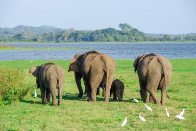 Safari en el Parque Nacional Minneriya desde Sigiriya