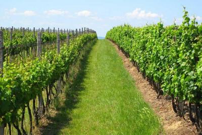 Visita guiada privada de vinos con una cata de vinos y almuerzo Visita guiada privada de vinos con una cata de vinos y almuerzo