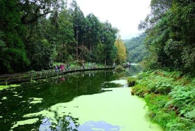 Kameyama a la isla de Lin Meifu Mountain Fendo humo fino (25 pers