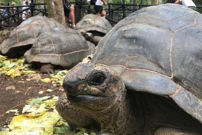 Super Zanzi (3-EN-1): prisión, isla desaparecida y ciudad de pied Super Zanzi (3-EN-1): prisión, isla desaparecida y ciudad de pied