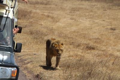 Experiencia SAFARI en Ngorongoro y Tarangire Experiencia SAFARI en Ngorongoro y Tarangire