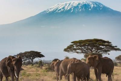 Traslado privado desde el aeropuerto Julius Nyerere (DAR) a Dar E