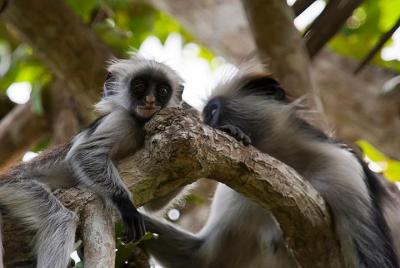 Bosque jozani Bosque jozani