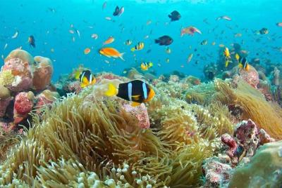 Snorkeling en Blue Lagoon y The Rock Restaurant