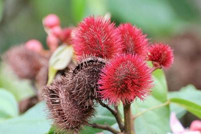 Tour de especias en Zanzíbar