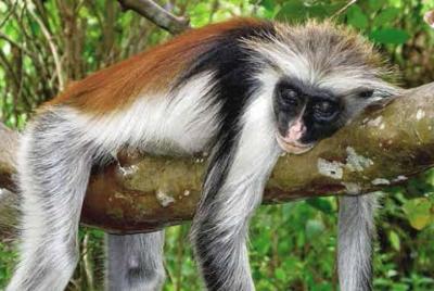 Excursión a pie de medio día en la selva de Jozani