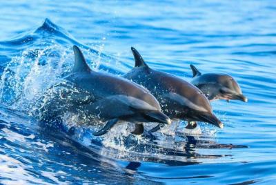 Tour con delfines y snorkel en el arrecife de la isla Mnemba | Vi