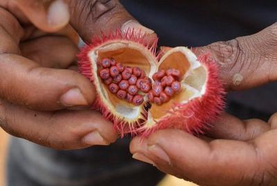 Pruebe y huela las especias de Zanzíbar en nuestro tour especial 