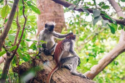 Parque Nacional Zanzibar Jozani
