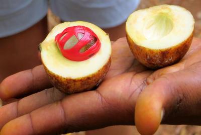 Zanzibar Spice Tour Zanzibar Spice Tour