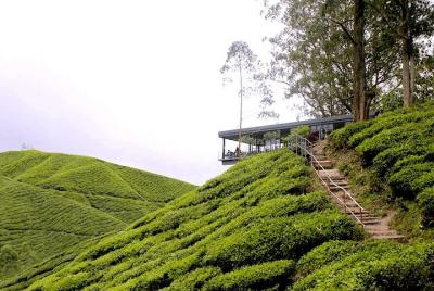 Cameron Highlands Tour desde Kuala Lumpur (Oferta especial) Cameron Highlands Tour desde Kuala Lumpur (Oferta especial)