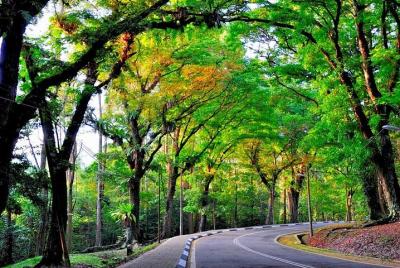 Instituto de investigación forestal de Malasia (FRIM) Trekking de