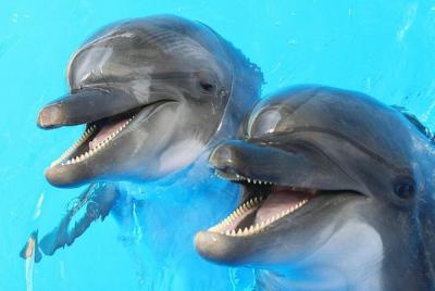 Dolphin Watch (2 horas): Muscat Tours