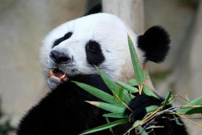 Boleto de entrada al zoológico de Chiang Mai con traslado de ida 