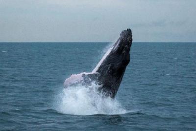 Aventura de avistamiento de ballenas desde la ciudad de Panamá Aventura de avistamiento de ballenas desde la ciudad de Panamá