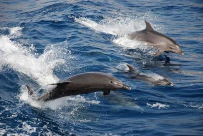 Tour de avistamiento de delfines de Puerto Princesa