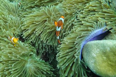 Emerald Cave y 4 Islands Snorkeling Tour en barco expreso desde Lanta Emerald Cave y 4 Islands Snorkeling Tour en barco expreso desde Lanta