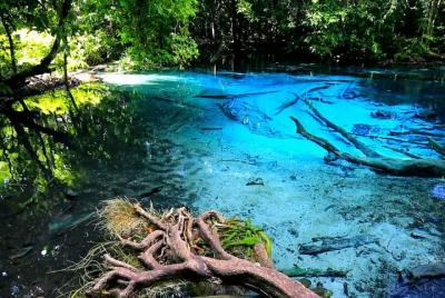 Tour de medio día por la jungla a la piscina Esmeralda y las agua