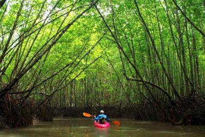 Excursión en kayak por los manglares profundos y el cañón en Krab