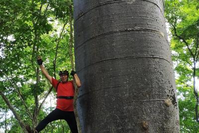 Tour en bicicleta: Bosque de los Gigantes - La Esperanza - desde 