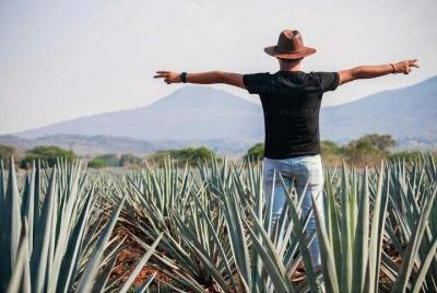 Tour a Tequila por los Campos de Agave Azul desde Guadalajara