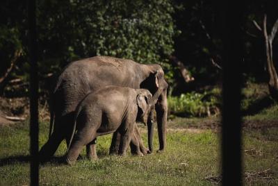 Elephant Jungle Sanctuary: Programa de medio día por la mañana