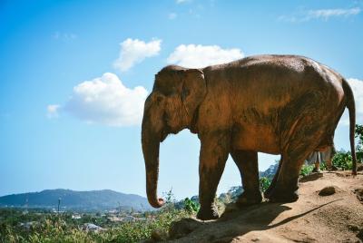 Elephant Jungle Sanctuary: programa de medio día por la tarde