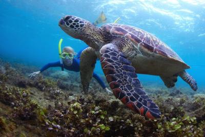 Actividades de esnórquel y deportes acuáticos en Fujairah Snoopy 