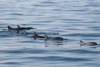 Tour de avistamiento de delfines