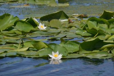 Tour ecológico por el río Odessa en parque natural