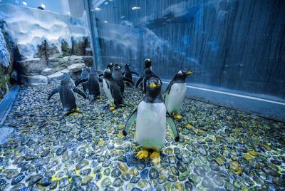 Entrada al acuario de Dubái con encuentro de pingüinos en el cent