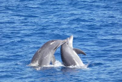 2 HORAS: crucero de avistamiento de delfines y ballenas en Teneri 2 HORAS: crucero de avistamiento de delfines y ballenas en Teneri