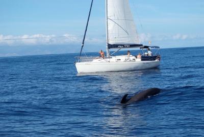 Velero de avistamiento de ballenas y delfines con bebidas, aperit Velero de avistamiento de ballenas y delfines con bebidas, aperit