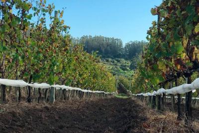 Picnic Gourmet en Viña Edén