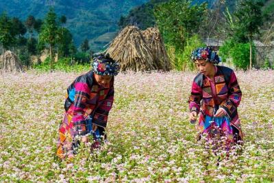 Excursión privada de día completo a Dong Van desde Ha Giang Excursión privada de día completo a Dong Van desde Ha Giang