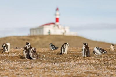 Medio día navegando Isla Magdlena Colonia de Pingüinos Punta Aren