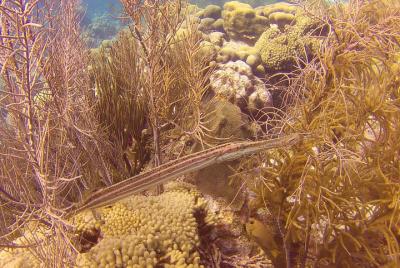 Buceo guiado en Bonaire - Max. Buceo en tierra para 3 invitados. Buceo guiado en Bonaire - Max. Buceo en tierra para 3 invitados.