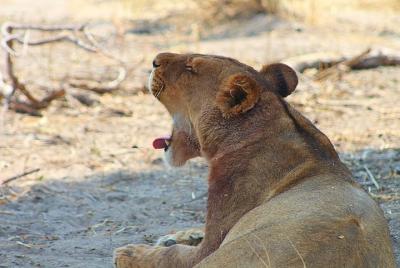Moremi One Day Game Safari Safari