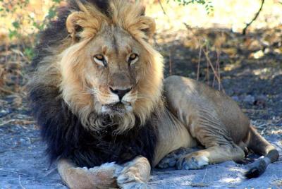 Excursión de safari de 3 días en el Kalahari Central Game Reserve