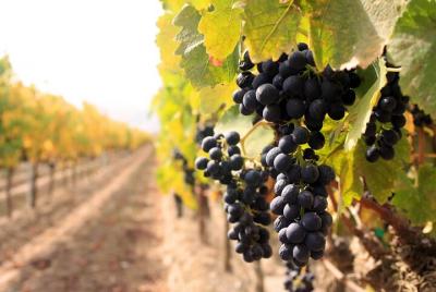 Niagara Wine Tour y degustaciones con transporte incluido Niagara Wine Tour y degustaciones con transporte incluido